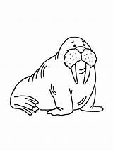 Cartoon Walrus coloring Page sketch template