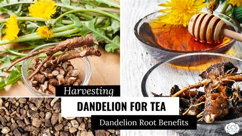 Harvesting Dandelion for Dandelion Tea | Dandelion Root Benefits