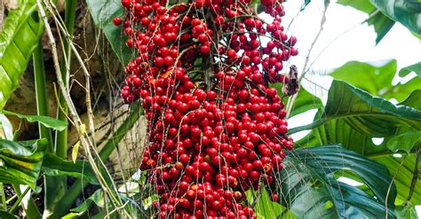 Free stock photo of rain forest, red fruits, tropical flora