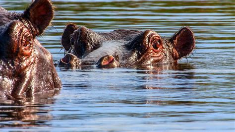 Okavango Delta Wildlife Animals - Free photo on Pixabay - Pixabay