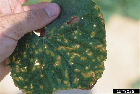 angular leaf spot of cucumber (Pseudomonas syringae pv. lachrymans (Smith and Bryan 1915) Young et a