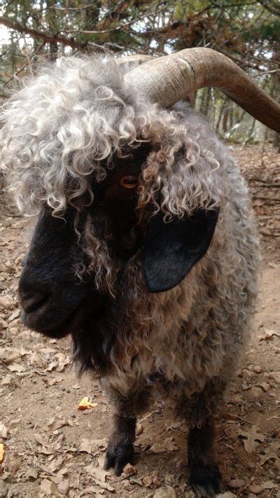 ANGORA GOAT – Gothfarm Yarn