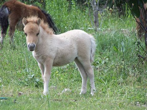 Herbweb horses: a filly