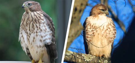 Cooper’s Hawks vs Sharp-Shinned Hawks: What’s the Difference - Optics Mag