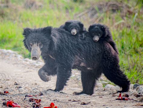 Sloth bear (Melursus ursinus) female with cubs photographed in its ...