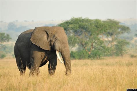 South Sudan Official Accuses Army Officers of Wildlife Poaching