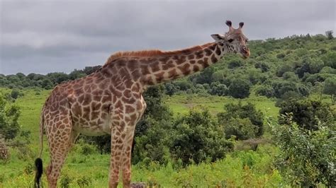 Arusha National Park - YouTube