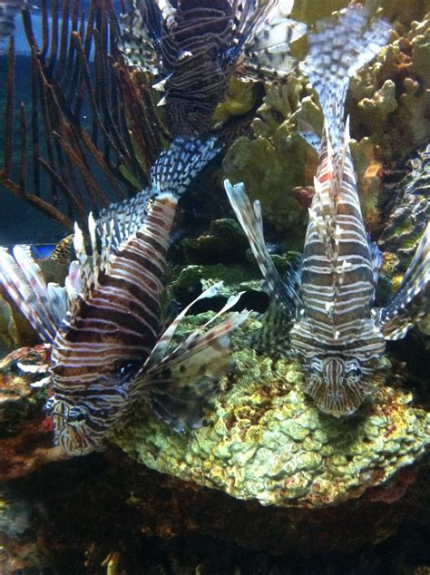 National Aquarium in Baltimore Aquariums, Baltimore, Places Ive Been ...