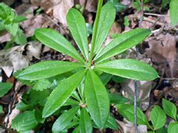 UK Wildflowers - Rubiaceae - Galium Odoratum, Woodruff