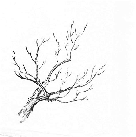 Pine Trees In Pencil Drawing at GetDrawings | Free download