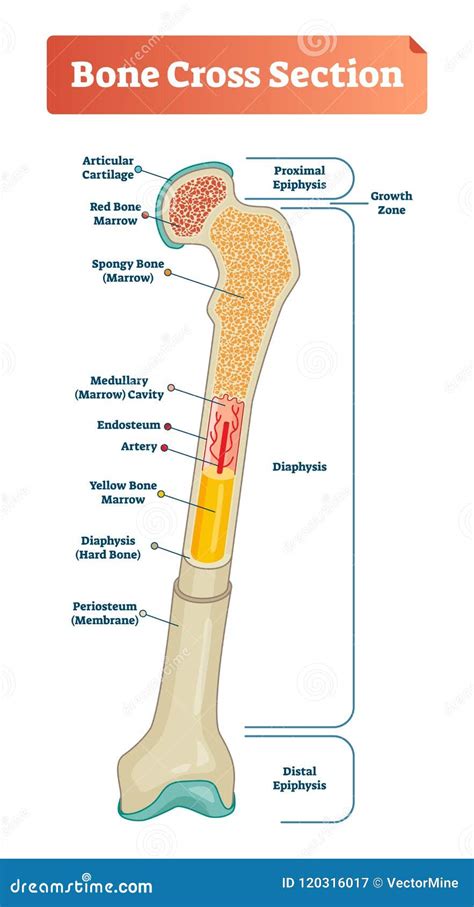 Bone Section Stock Photography | CartoonDealer.com #84224684