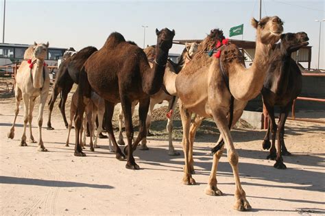 Saudi Scenes: Hofuf Camel Market