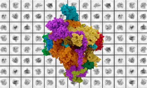 A gallery of human RNA polymerases | EMBL