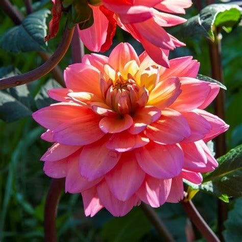 Dazzing Dahlias In Every Color | American Meadows