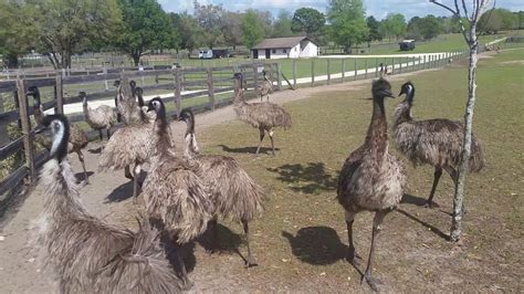 Ostrich Farm Near Ocala - YouTube