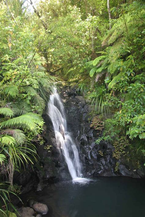 Fairy Falls - Kauri Trees and a Waterfall in the Waitakeres