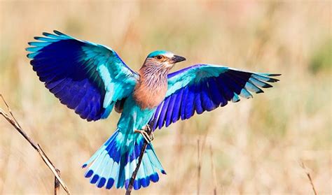 Fortune Creator Neelkanth Indian Roller Bird | Education and Information Technology ...