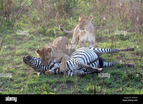 Löwe zebra -Fotos und -Bildmaterial in hoher Auflösung – Alamy