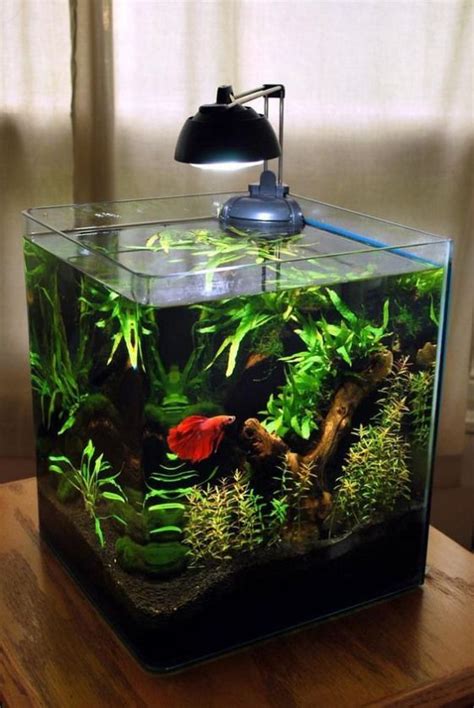 Un peu dinspi pour décorer un petit aquarium! 20 idées #betta #aquarium #fish #betta | Betta ...