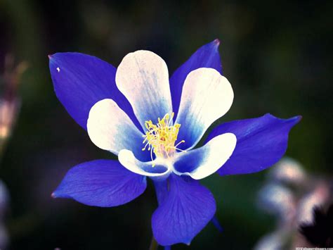 Get Inspired For Columbine Flower Blue 15+