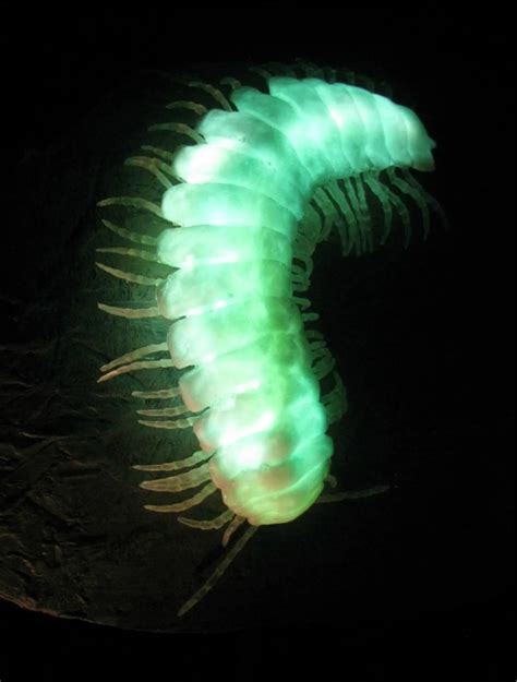 Top 10 Amazing Bioluminescent Animals on Planet Earth