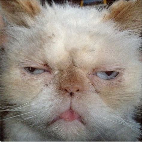 ugly cat – TheCount.com