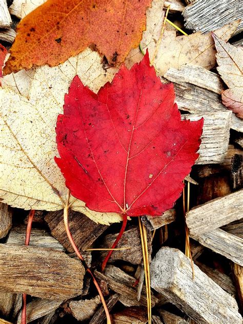 Fall's Red Leaf Photograph by Zoila Ozuna - Pixels