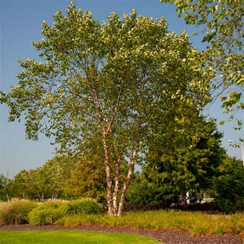 Betula Nigra "Cully Heritage" - "Cully Heritage" River Birch ...