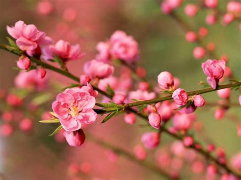 風水催旺桃花方位 – 彭學明風水命學會