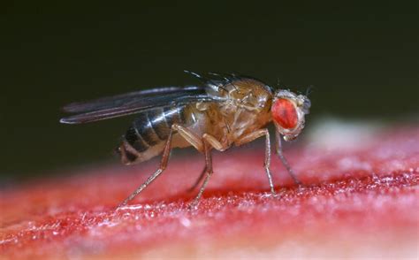 Drosophila Melanogaster