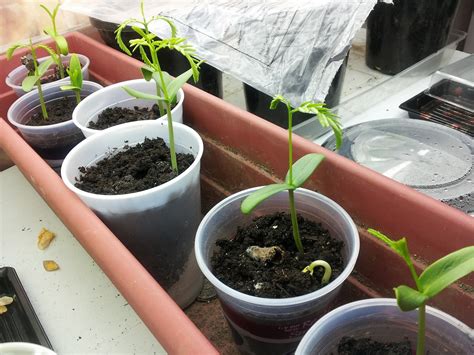 Plant Zone: Seedlings!!! (Jacaranda, Schizolobium, Delonix)