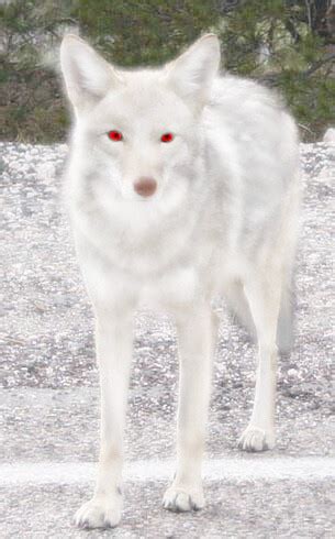 Albino.coyote | Flickr - Photo Sharing!