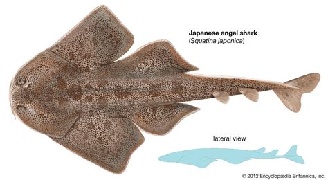 Angel shark | Habitat, Diet, & Size | Britannica