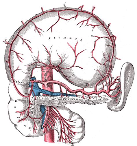 Gastroepiploic Artery