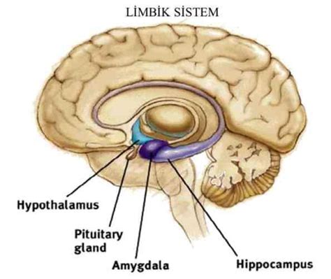 Sistem Limbik - Homecare24