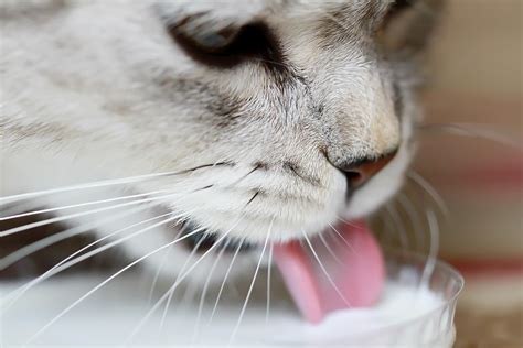 Can Cats Drink Milk? The Surprising Truth Behind the Popular Myth | Reader's Digest