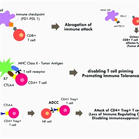 PD-1 signal inhibitors (anti-PD-1 and anti-PD-L1 antibodies) in... | Download Table