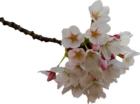 Transparent Cherry Blossom - ClipArt Best