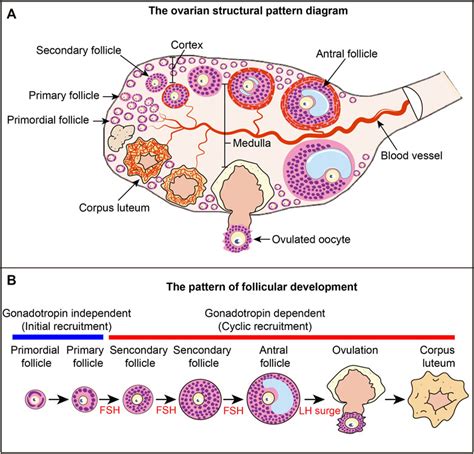 Frontiers | Mechanisms of primordial follicle activation and new pregnancy opportunity for ...