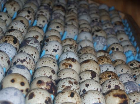 Coturnix Quail Eggs - LocalHarvest