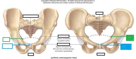 Pelvic Inlet and Outlet Diagram | Quizlet