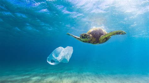 Sea Turtle Eating Plastic – Your Connection to Wildlife