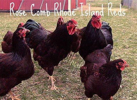 SOLD/MI/6 Rose Comb Rhode Island Red Eggs/ $24 Priority | BackYard Chickens