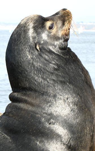 Sea Lion Facts - Animal Facts Encyclopedia