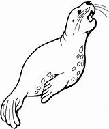 Leopard seal coloring Pages Download And Print For Free sketch template