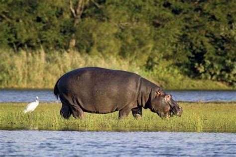 iSimangaliso Wetland Park - Kids | Britannica Kids | Homework Help