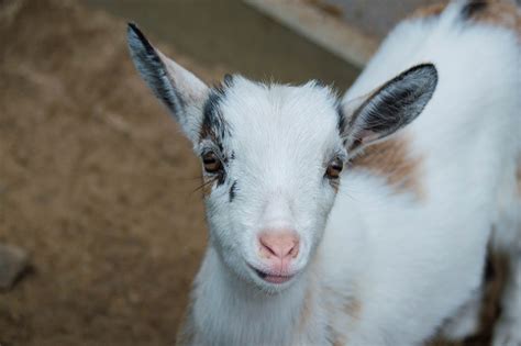Free Images : kid, cute, zoo, horn, pasture, sheep, small, mammal, fauna, close up, goats ...