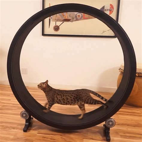 One Fast Cat Exercise Wheel » Petagadget