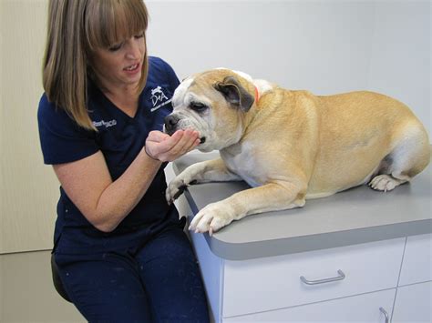 DVM of a different breed: Pet dermatology | Coeur d'Alene Press