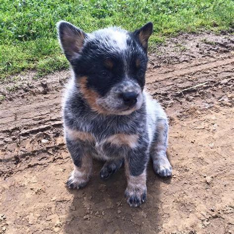 Blue Heeler Puppies Training / Austin Dog Training: Blue Heeler Border Collie Mix Loves Snow ...